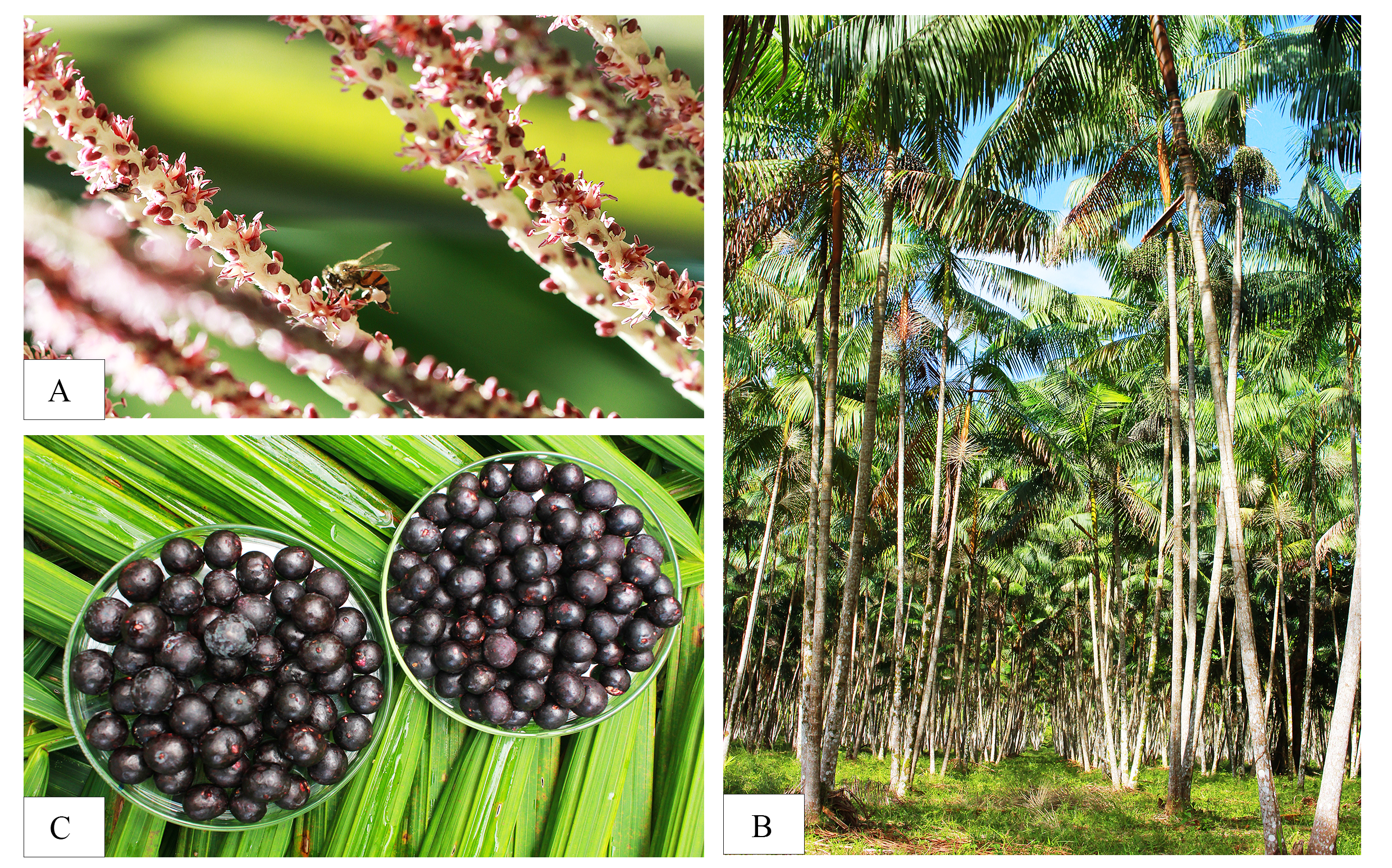 acai.png