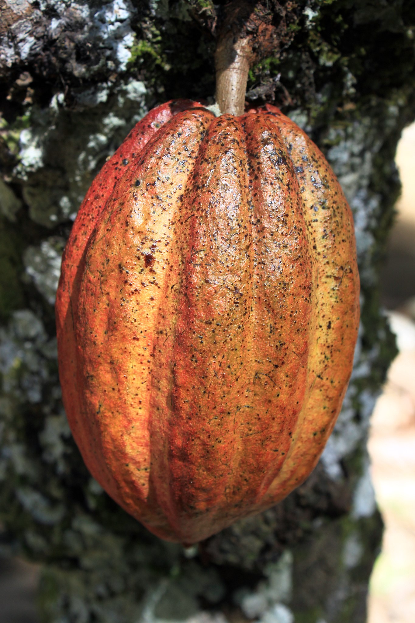 cacao.JPG