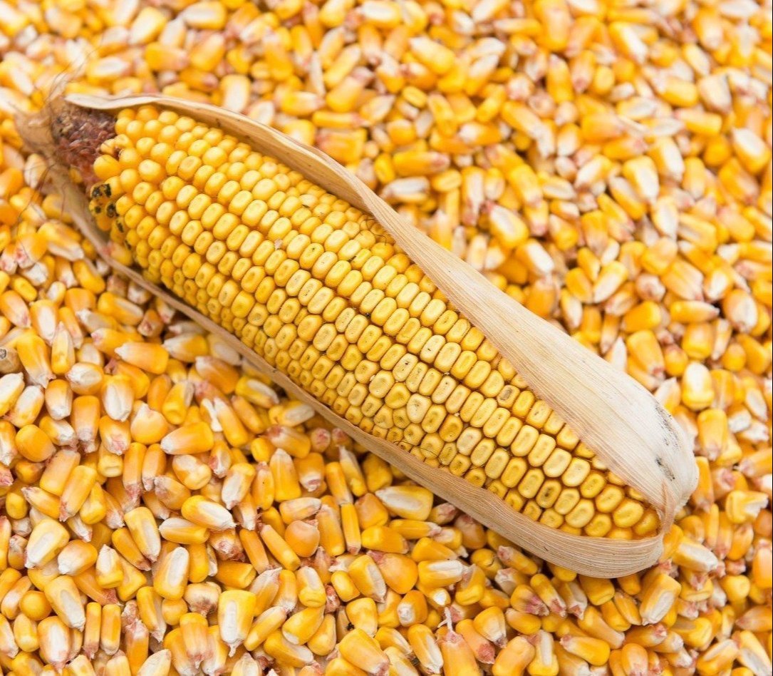 maize.jpeg