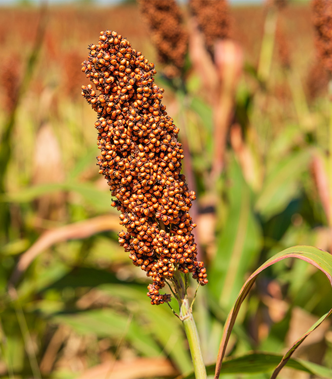 sorgo.jpg